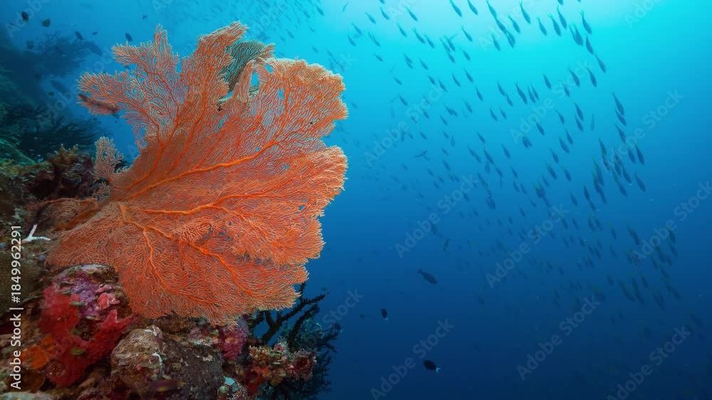 custom made wallpaper toronto digitalUnderwater shot of bright orange sea fan coral with huge school of fish swimming in blue water background.