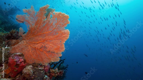 Wallpaper Mural Underwater shot of bright orange sea fan coral with huge school of fish swimming in blue water background. Torontodigital.ca