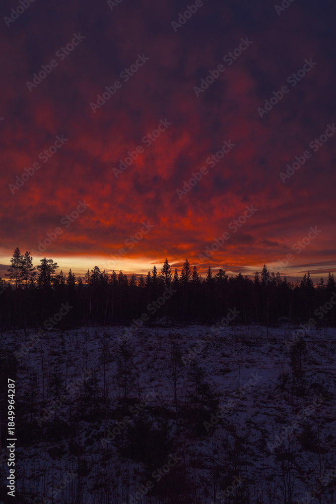 Fototapeta premium Nordic boreal forest celebrating winter sunrise