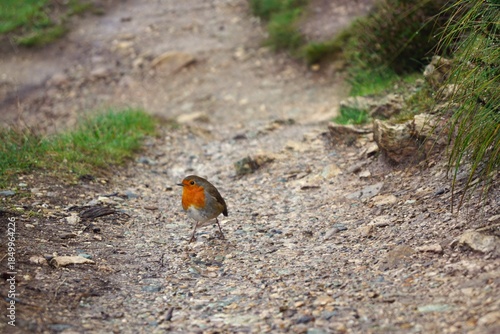 a little red bird on the path