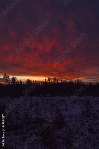 Nordic boreal forest celebrating winter sunrise