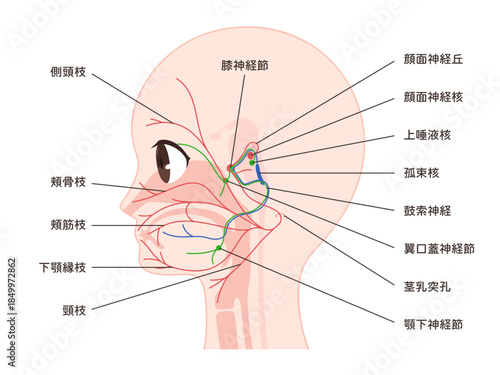 顔面神経の走行と名称のイラスト
