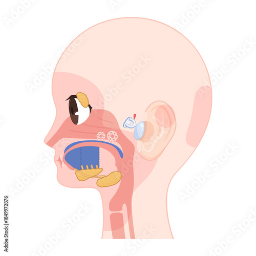 顔面神経の支配領域のイラスト