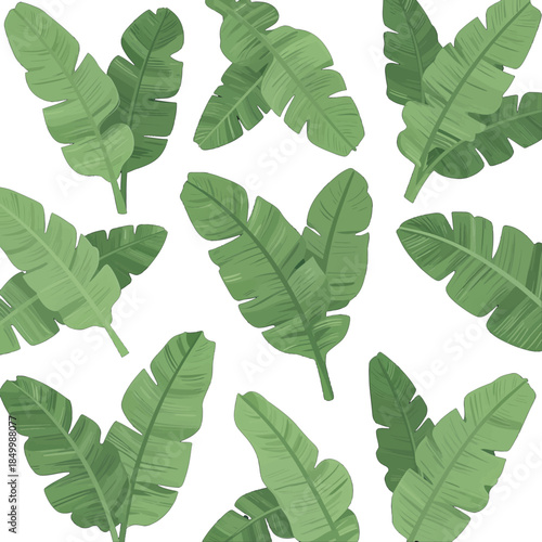 Tropical Green Banana Leaves in Clusters