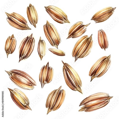 minimal yet artistic elements for creative designs. hand-drawn paint, Simple Illustration, A beautiful painting of rye grains set, EPS format, isolated on a white background, watercolor style