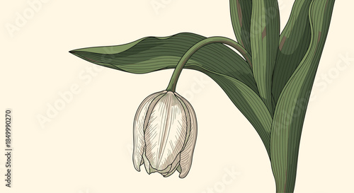 Detailed vintage botanical art of a single white tulip flower drooping gracefully against a soft light beige background.