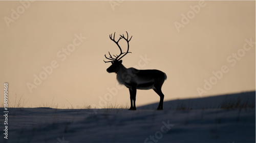Silhouette of a reindeer standing on snowy ground at sunset with large antlers