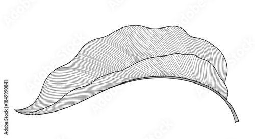 Highly detailed tropical leaf illustration in a black and white vintage engraving style isolated on a white background.