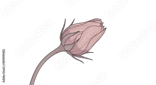 Elegant illustration of a single closed pink flower bud on a curved stem in a delicate and detailed line art style.