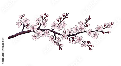 Beautiful hand-drawn illustration of a single blooming cherry blossom branch isolated on a clean white background.
