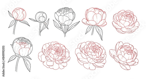 Collection of beautiful peony flowers and buds in various stages of blooming drawn in a delicate two-color line art style.