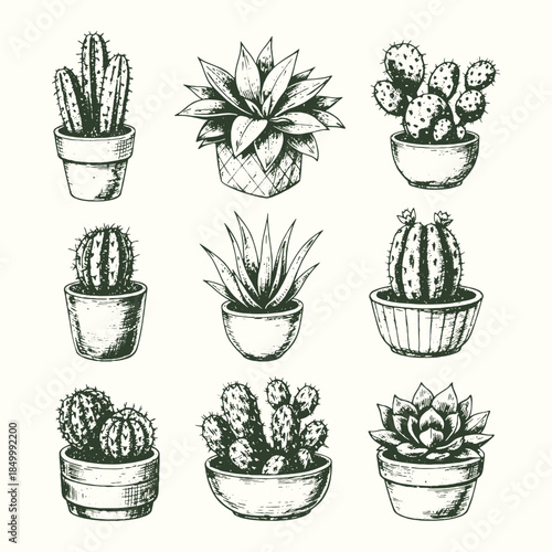 Hand drawn potted cactus illustration set in vintage black and white engraving style, decorative desert plant vector collection for botanical design, prints, and packaging