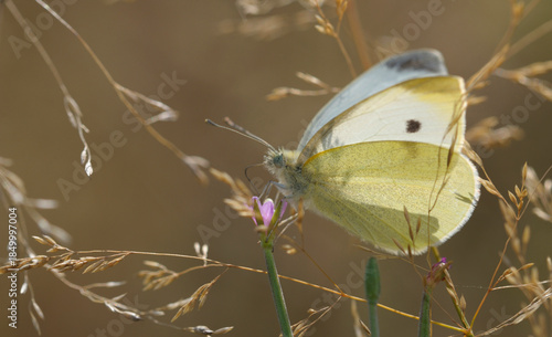 butterfly Small White or Cabbage White, Pieris rapae, sitting on a dry grass, autumn