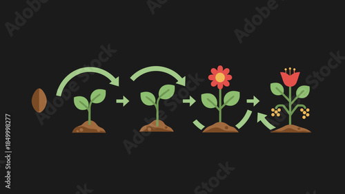 Seed Germination Stages to Flowering Plant.