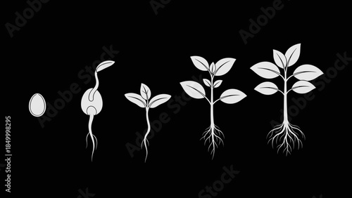 Seed Germination Stages of a Plant.