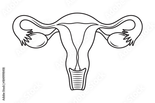 Uterus and Ovaries Line Icon - Female Reproductive System Drawing