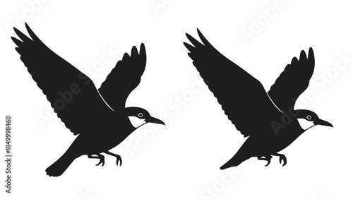 Silhouette of Two Birds in Flight.