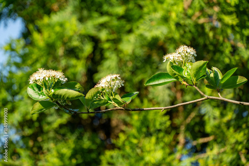 Black Chokeberry (Aronia melanocarpa) blossom. Black Chokeberry flowers with white petals and pink anthers on blurred green background. Nature background concept