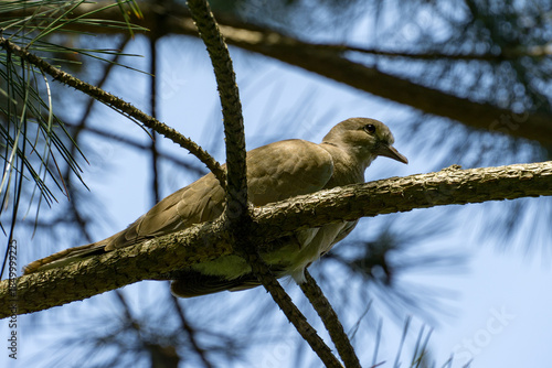  Young Eurasian collared dove (Streptopelia decaocto) perched on pine tree branch, surrounded by green needles and soft blue sky, creating   serene and peaceful atmosphere