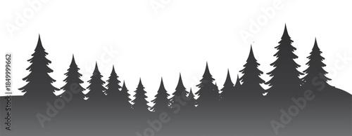 Silhouette of coniferous trees against a white background
