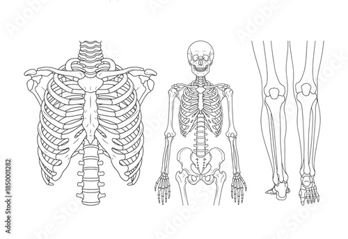 Human Skeleton Anatomy Diagram Line Art Illustration Set