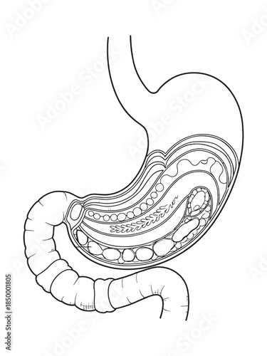 Human Stomach and Digestive System Line Art Diagram