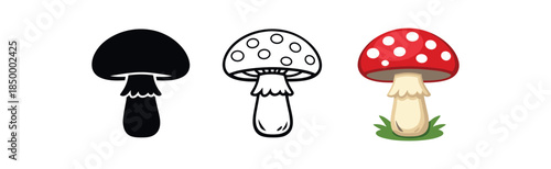 mushroom foraging amanita muscaria bright red cap with white spots