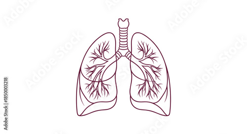 Detailed anatomical illustration of human lungs and trachea in a clean burgundy line art style on a plain background.