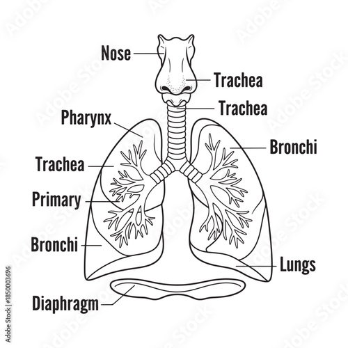 Human Respiratory System Lungs Labeled Diagram Vector Illustration