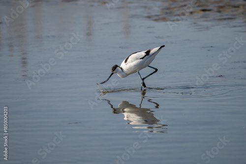 Pied Avocet (Recurvirostra avosetta) foraging in the wetland of the Kalochori lagoon in Thessaloniki