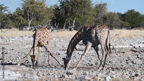 Giraffes family (Giraffa camelopardalis) at the waterhole in the Etosha National Park, Namibia, Africa