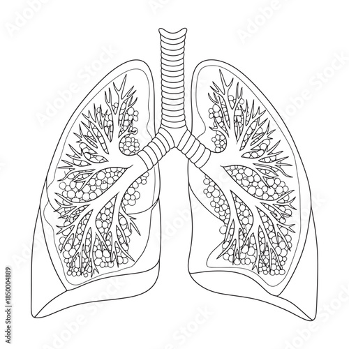 Detailed Human Lungs Anatomy Outline and Respiratory System Vector