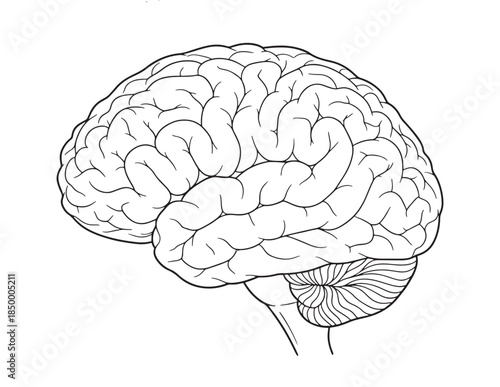 Human Brain Line Drawing Vector Illustration Anatomy Side View