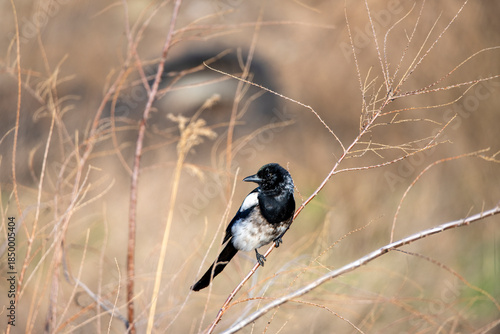 Eurasian Magpie (Pica pica) perched on a slender, leafless branch