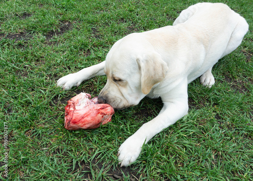 White Labrador chewing raw meat on vibrant green grass under natural daylight, showcasing instinctive canine behavior for pet nutrition content or outdoor lifestyle visuals