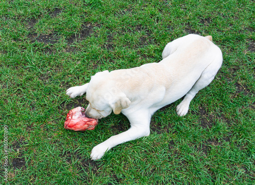 White Labrador chewing raw meat on vibrant green grass under natural daylight, showcasing instinctive canine behavior for pet nutrition content or outdoor lifestyle visuals