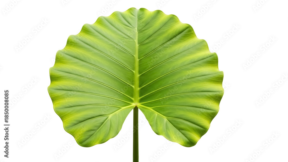 Fototapeta premium Large green Alocasia leaf PNG isolated on transparent background, tropical plant foliage with prominent veins for botanical design