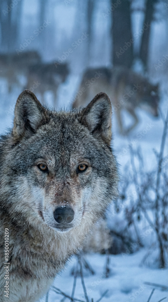 Obraz premium Close-up of an alpha wolf leading its pack in a snowy landscape