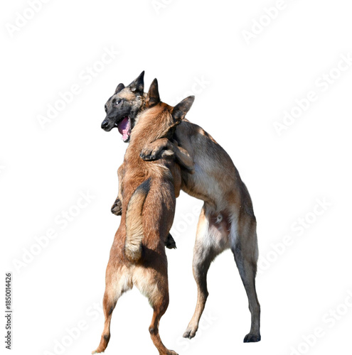 2 funny Belgian Malinois dogs standing face to face and seeming to dance or play.
