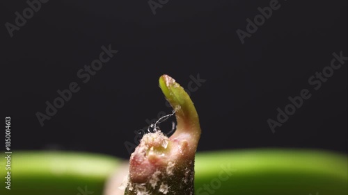 Timelapse showing axillary bud activation and leaf morphogenesis in Hoya kerrii, documenting early shoot growth, trichome development, and protective tissue remnants during vegetative growth.