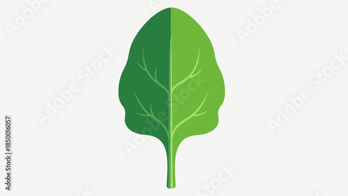 Single Green Leaf with Veins.