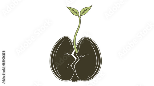 Sprouting Seedling Emerging from Seed.