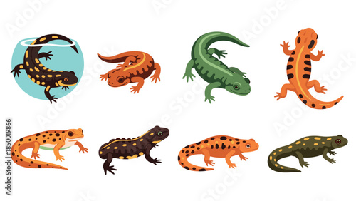Colorful salamanders and newts collection: detailed amphibian designs