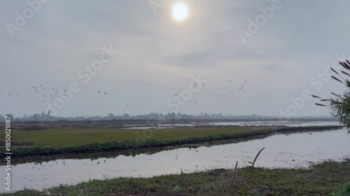 Migratory birds in wetland