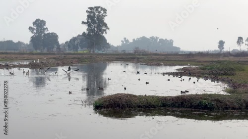 Migratory birds in wetland
