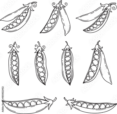Hand-drawn Peas in Pods Illustrations Keywords: peas, pea pods, vegetables, food, healthy eating