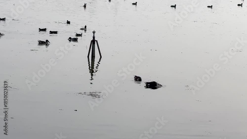 Migratory birds in wetland