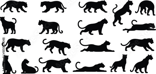 Black panther silhouette collection wild big cat poses animal vector illustration isolated white background safari predator design