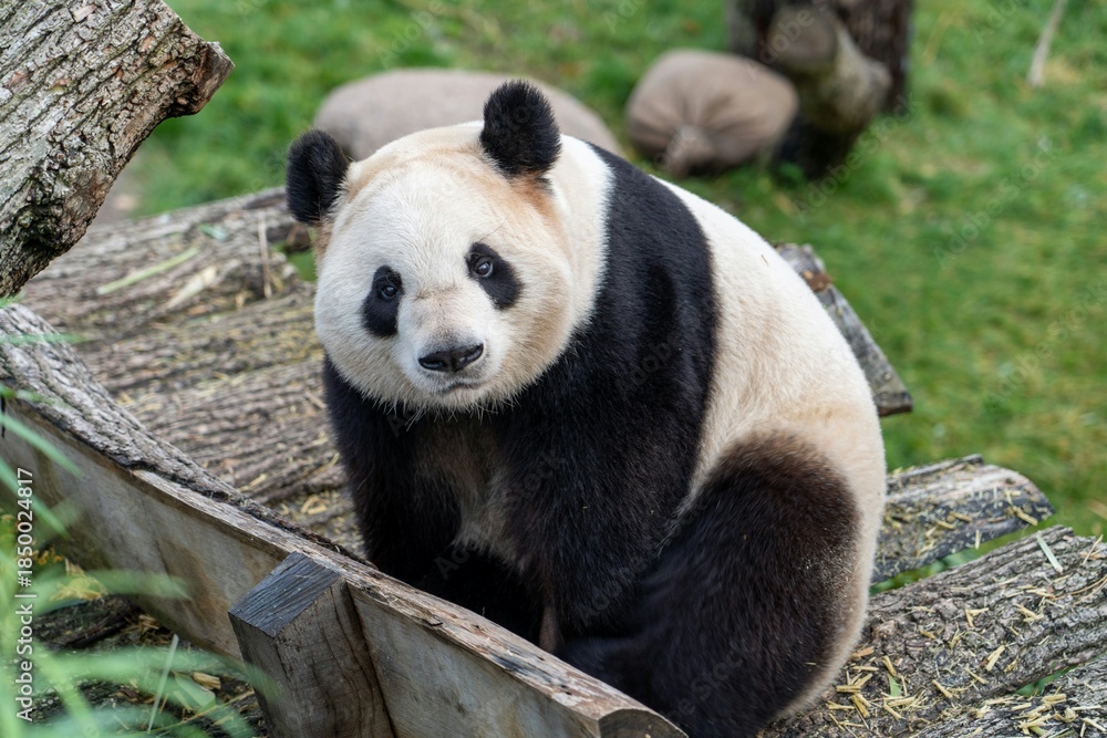 Fototapeta premium A rare endangered giant panda bear is a cute black and white mammal seen eating bamboo in the wild nature of a Chinese forest