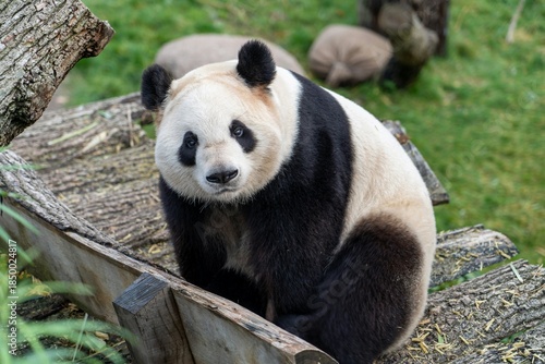A rare endangered giant panda bear is a cute black and white mammal seen eating bamboo in the wild nature of a Chinese forest